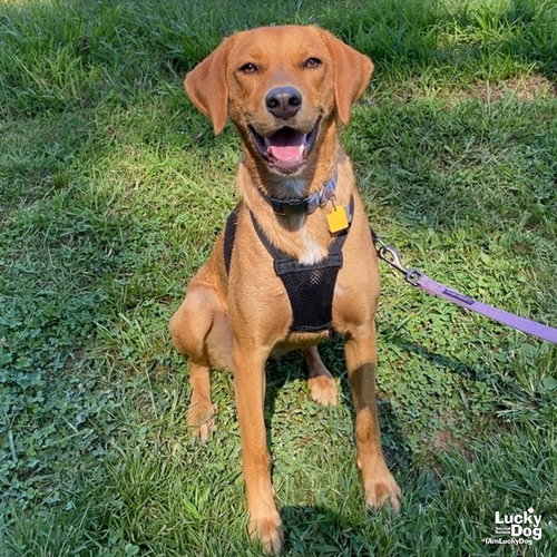 MS. PHOENIX - Retriever / Labrador Retriever available for adoption