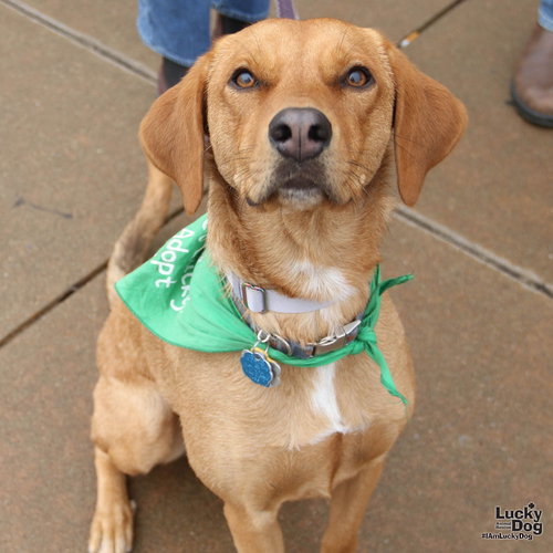 MS. PHOENIX - Retriever / Labrador Retriever available for adoption