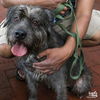 adoptable Dog in , DC named Celine