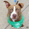 adoptable Dog in , DC named Sunshine