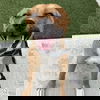 adoptable Dog in  named Matteo