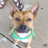 adoptable Dog in , DC named Matteo