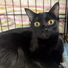 adoptable Cat in Washington, DC named Diedra