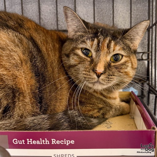 Lil Bitsy, a cat for adoption from Lucky Dog Animal Rescue