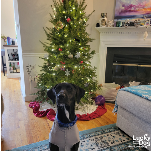 JOETTA - Labrador Retriever / Shepherd available for adoption