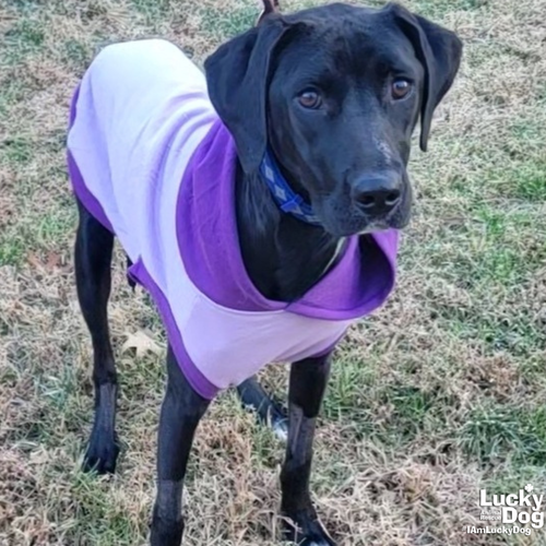 JOETTA - Labrador Retriever / Shepherd available for adoption