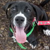 adoptable Dog in  named Josiah