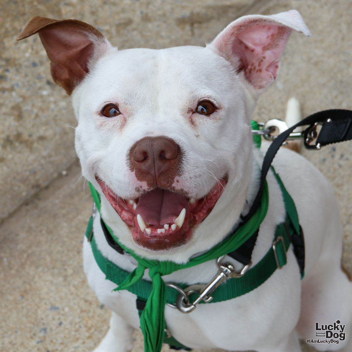 adoptable Dog in Washington, DC named Abita
