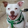 adoptable Dog in Washington, DC named Abita