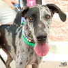 adoptable Dog in  named Lara