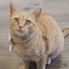 adoptable Cat in Washington, DC named Loretta