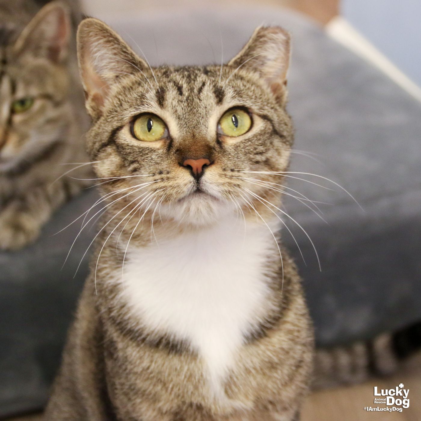 adoptable Cat in Washington, DC named Amy