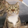 adoptable Cat in  named Amy