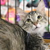 adoptable Cat in  named Iyla