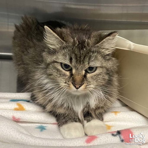 MAVIS - Domestic Medium Hair available for adoption