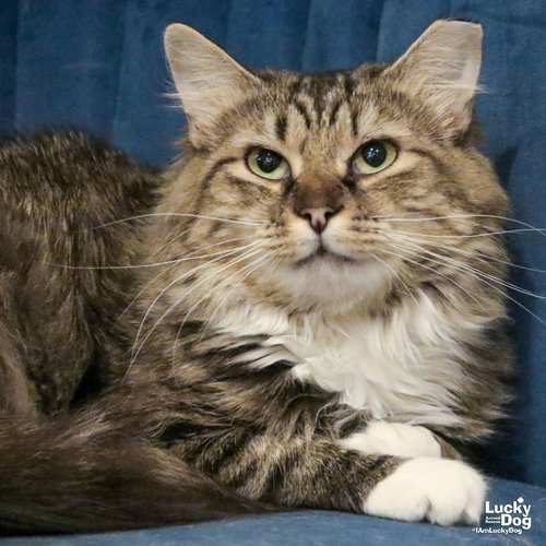 MAVIS - Domestic Medium Hair available for adoption