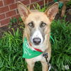 adoptable Dog in Washington, DC named Zuri