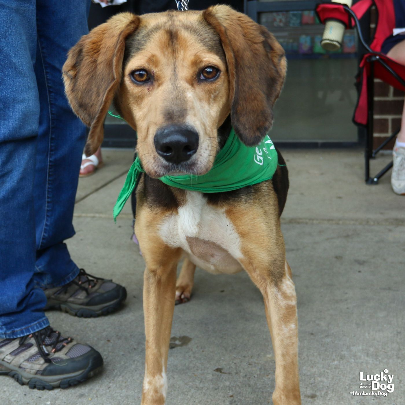 adoptable Dog in Washington, DC named Pennie