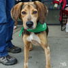 adoptable Dog in Washington, DC named Pennie