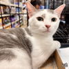 adoptable Cat in Washington, DC named Mya