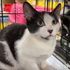 adoptable Cat in Washington, DC named Sage