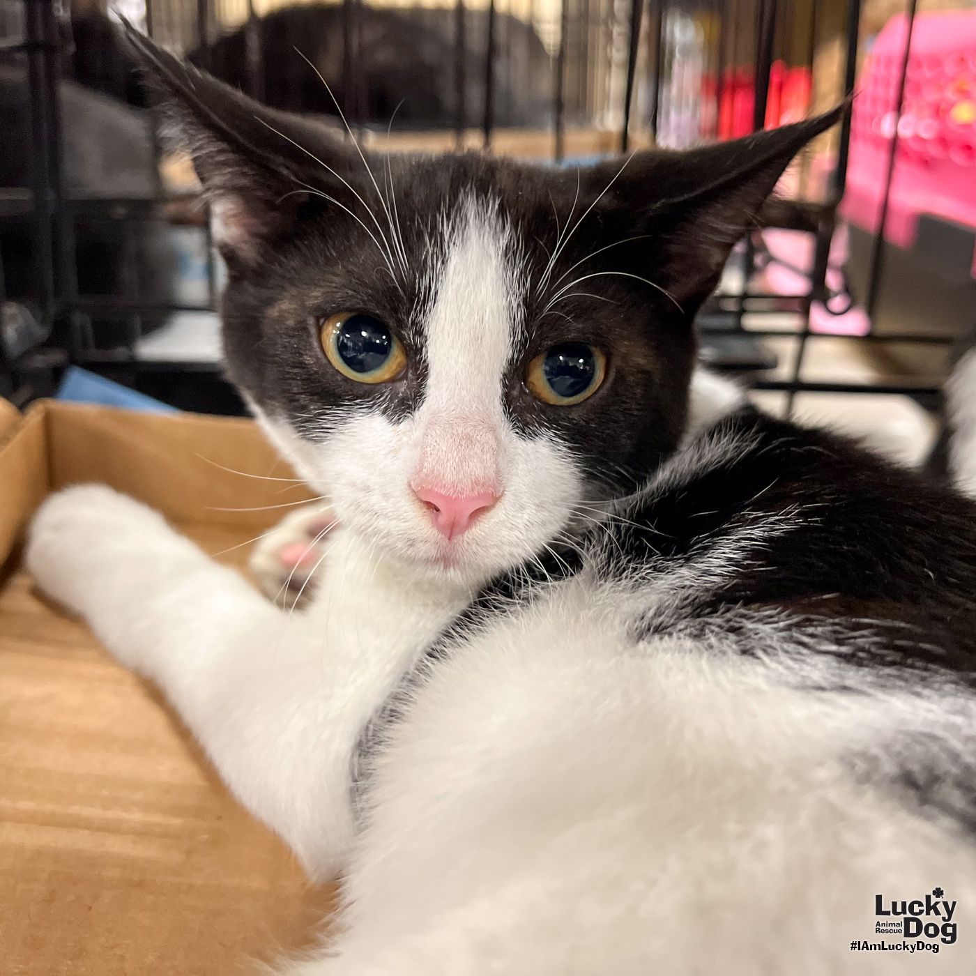 adoptable Cat in Washington, DC named Shannon