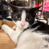 adoptable Cat in Washington, DC named Shannon