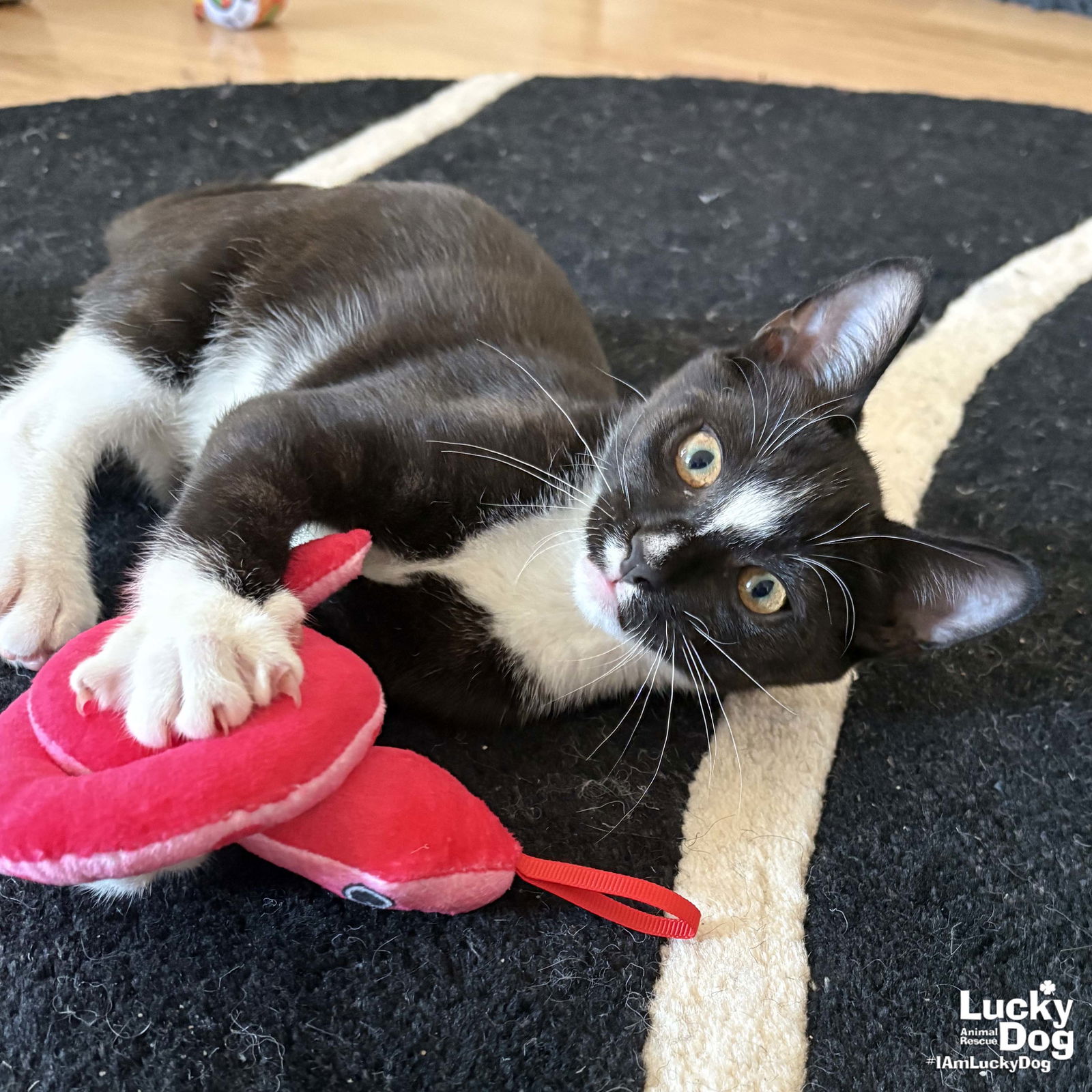 adoptable Cat in Washington, DC named Sebastian