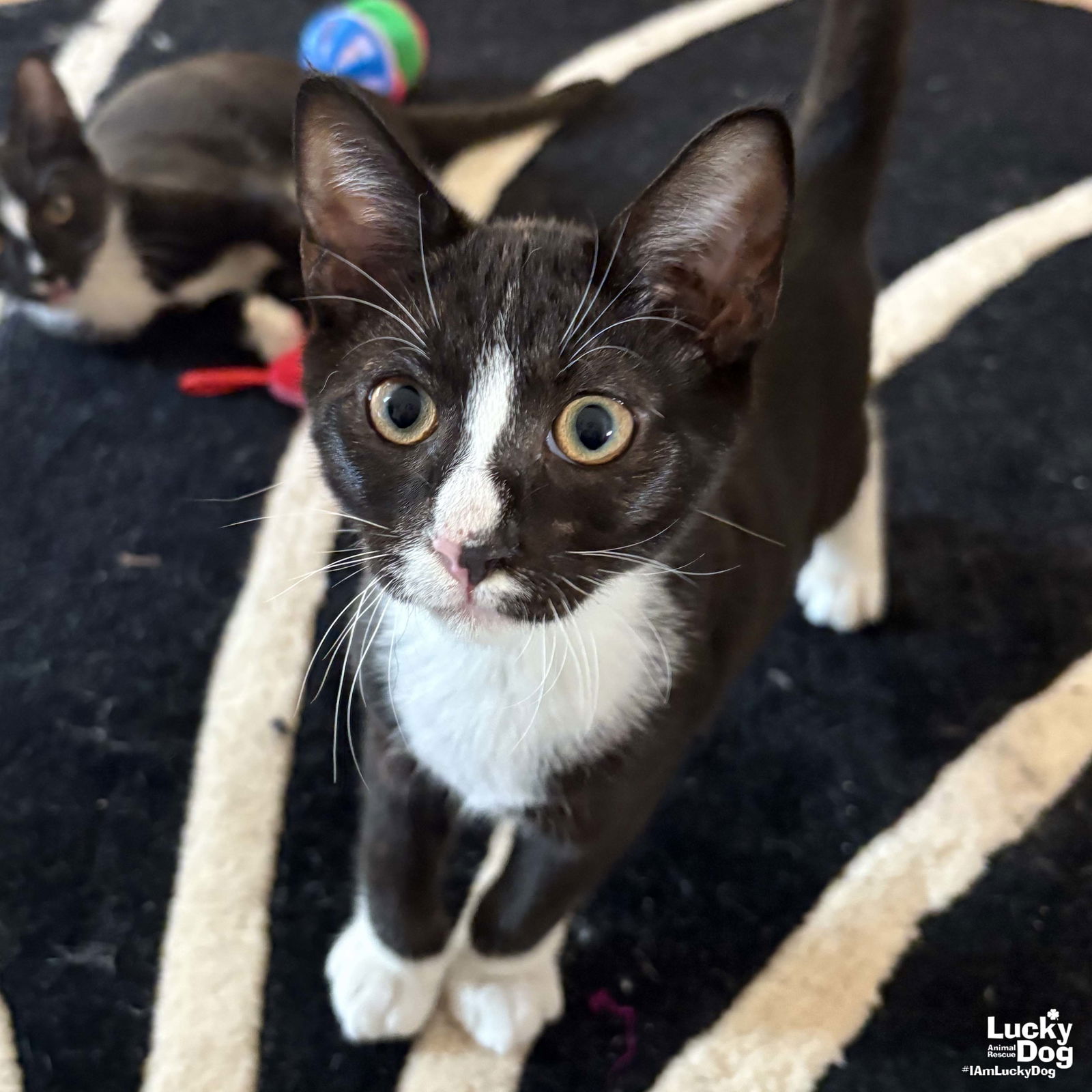 adoptable Cat in Washington, DC named Sawyer