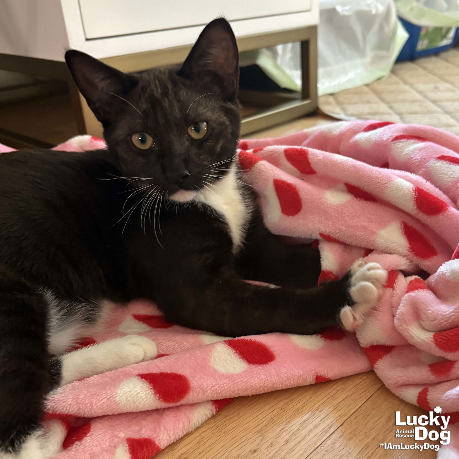 adoptable Cat in Washington, DC named Seth