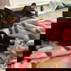 adoptable Cat in Washington, DC named Seth