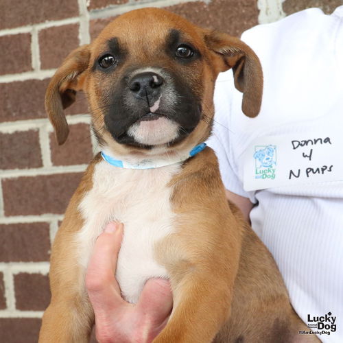Neo the adoptable puppy