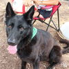 adoptable Dog in , DC named Crocodile