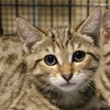 adoptable Cat in Washington, DC named Vance