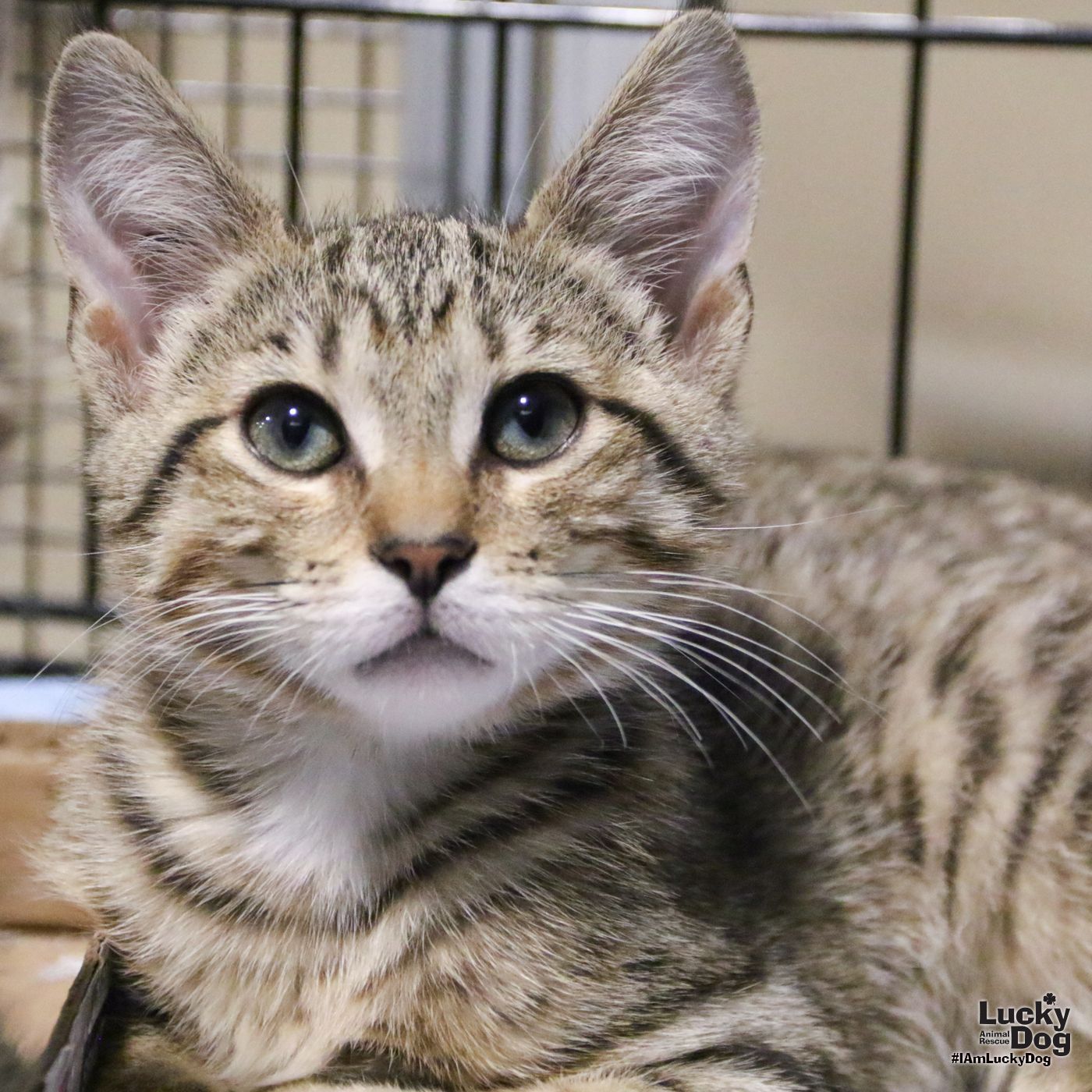 adoptable Cat in Washington, DC named Victor