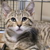 adoptable Cat in Washington, DC named Victor