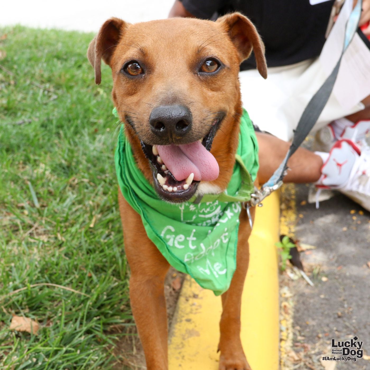 adoptable Dog in Washington, DC named Popcorn