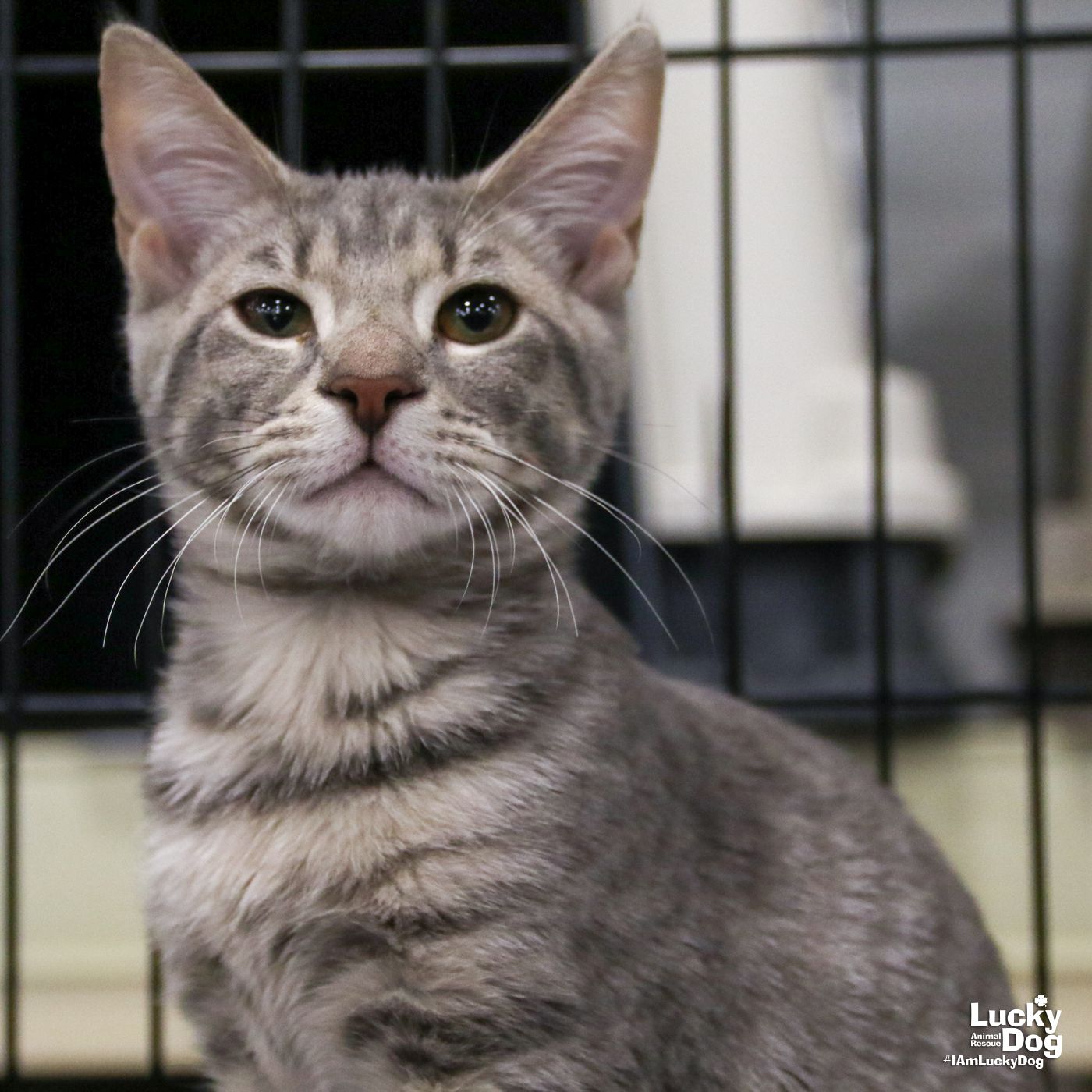 adoptable Cat in Washington, DC named Eden
