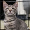 adoptable Cat in Washington, DC named Eden