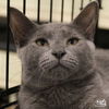 adoptable Cat in Washington, DC named Ella