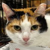 adoptable Cat in Washington, DC named Rain