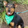 adoptable Dog in Washington, DC named Piney