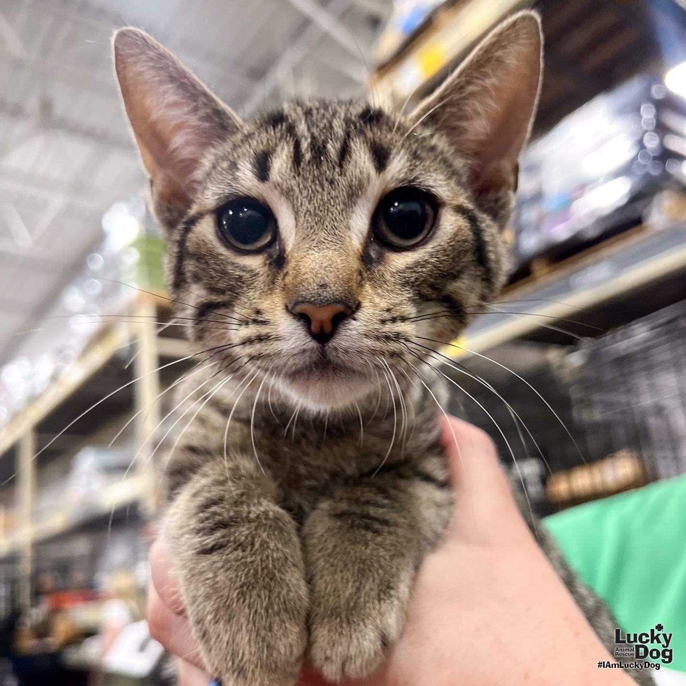 adoptable Cat in Washington, DC named Ruckus