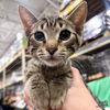 adoptable Cat in Washington, DC named Ruckus