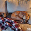 Ruckus - Photo 4