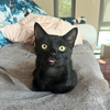 adoptable Cat in Washington, DC named Zim