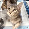 adoptable Cat in Washington, DC named Aussie