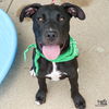 adoptable Dog in  named Riggins