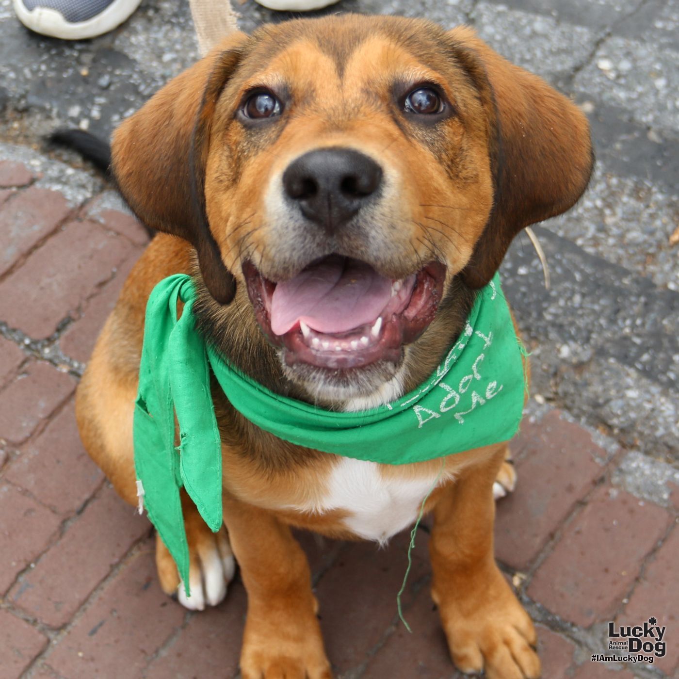 adoptable Dog in Washington, DC named Goose