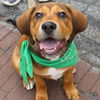 adoptable Dog in  named Goose